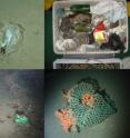 This shows litter items on the seafloor of European waters. Clockwise from top left i) Plastic bag recorded by an OFOS at the HAUSGARTEN observatory (Arctic) at 2500 m; ii = Litter recovered within the net of a trawl in Blanes open slope at 1500 m during the PROMETO 5 cruise on board the R/V Garca del Cid; iii) Cargo net entangled in a cold-water coral colony at 950 m in Darwin Mound with the ROV Lynx (National Oceanography Centre, UK). iv) Heineken beer can in the upper Whittard canyon at 950 m water depth with the ROV Genesis.