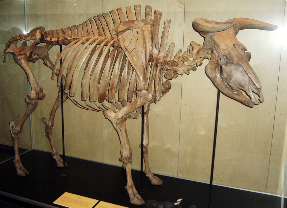 Aurochs Bull: WikiPedia