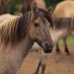Ancient wild horses help unlock past 