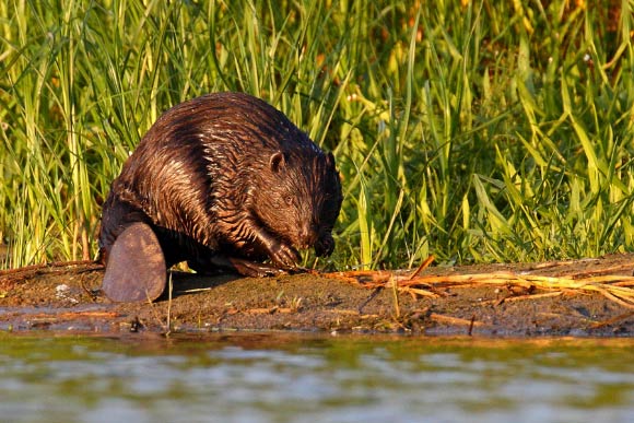 Eurasian beaver, Castor fiber, in the Tczew area, northern Poland. Image credit: Klaudiusz Muchowski / CC BY-SA 3.0.
