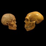 Genome analysis confirms humans and Neandertals interbred