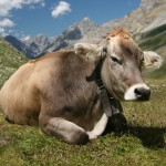 Researchers uncover origins of cattle farming in China