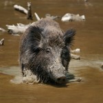 Genetic Study Proves Israel’s Wild Boars Originated in Europe